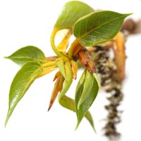 Muguri de plop (Populus)
