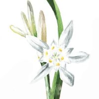 Narcisă de mare