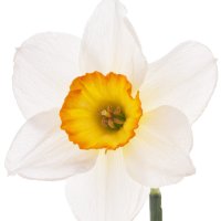 Narcisă