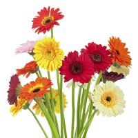 Note florale