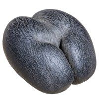 Nucă de cocos de mare