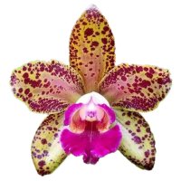 Orhidee Pink Leopard