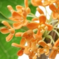 Osmanthus din Yunnan