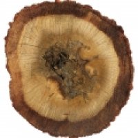 Oud indonezian