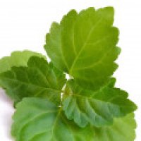 Paciuli (Verde)