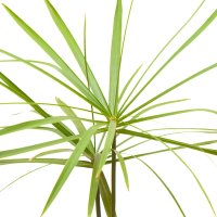 Papirus
