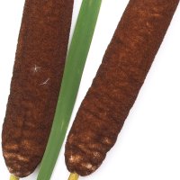 Papură
