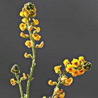 Paramela