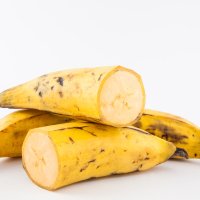 Pătlagină