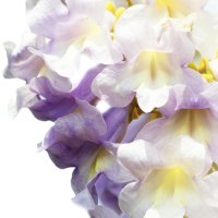 Paulownia (Arborele Prințesei)