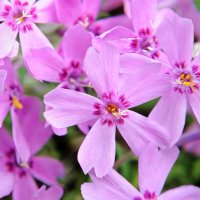 Phlox târâtor