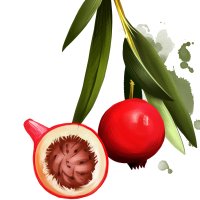 Piersică de deșert Quandong