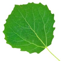 Plop tremurător