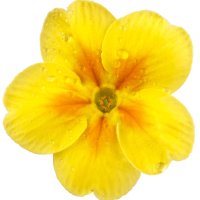 Primulă