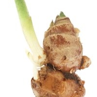 Rădăcina de galangal