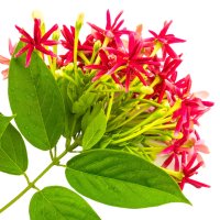 Rangoon Creeper