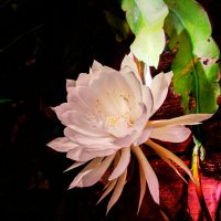 Regina Nopții (Cactus)