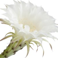 Regina nopții Cereus
