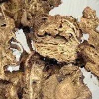 Rizom de Atractylodes
