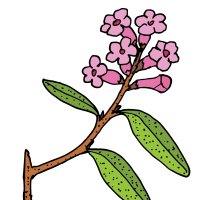 Rododendron siberian