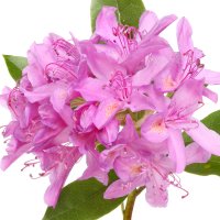 Rododendron