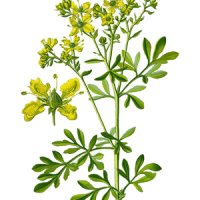 Rută