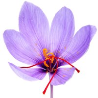 Safraleina