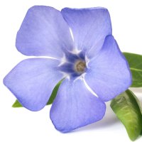 Saschiu