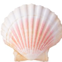 Scoici