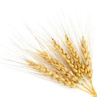 Secară