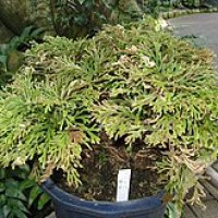 Selaginella tamariscina