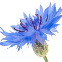 Semințe de Sultan (Centaurea moschata)