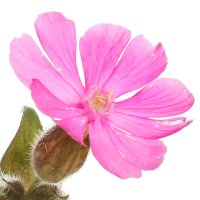 Silene