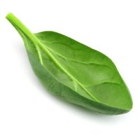 Spanac