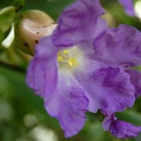 Strobilanthes callosus