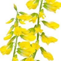 Sulfină