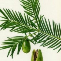 Torreya