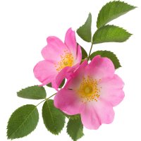Trandafir sălbatic (Eglantine)