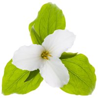 Trillium