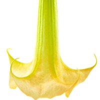 Trompeta Îngerului