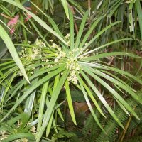 Ulei de Cypriol sau Nagarmotha
