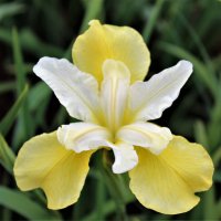 Unt de iris