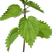 Urzică