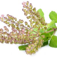 Vegetație tulsi