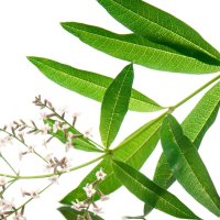 Verbină aromată