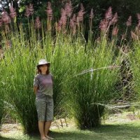 Vetiver