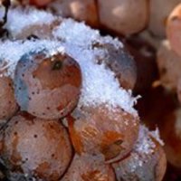 Vin de gheață