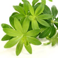 Vinăriță sau Galium Odoratum