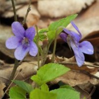 Violetă