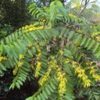 Ylang-Ylang